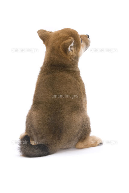 驚くばかり後ろ向き 犬 後ろ姿 イラスト かわいい動物画像