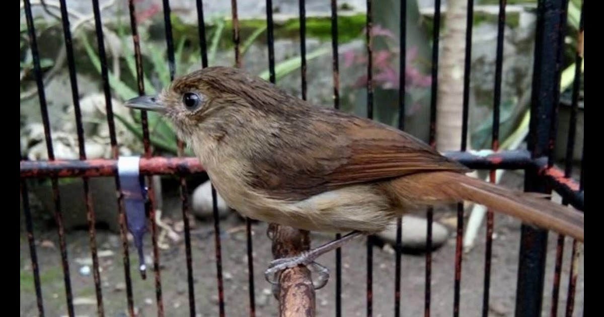 Burung Flamboyan Jantan Dan Betina - Beda Burung Plamboyan ...