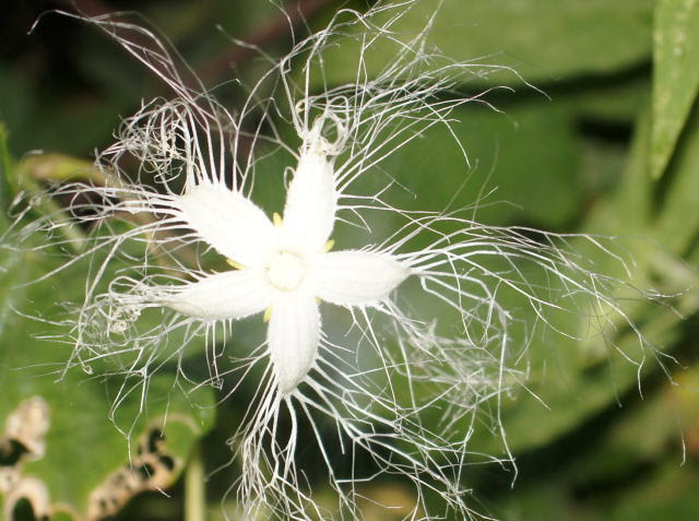 すべての花の画像 ユニークカラスウリ 花言葉 男嫌い