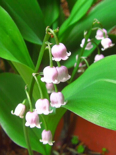 美しい花の画像 新鮮なピンク スズラン