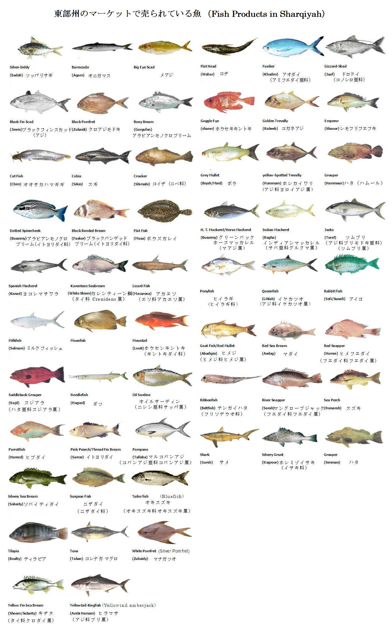 ラブリーフエフキ 魚 最高の花の画像