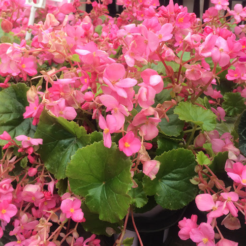 驚くばかり日陰 花 多年草 最高の花の画像