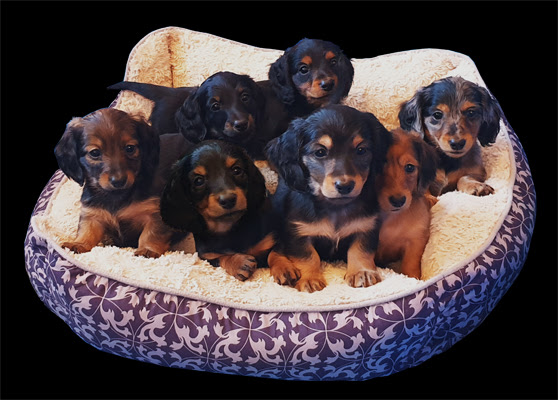 I am retired from the college of veterinary medicine out of florida and my goal is to be a responsible miniature dachshund breeder in producing the best possible quality puppies for health, correct conformation and temperament. Long Haired Mini Dachshund Puppies For Sale