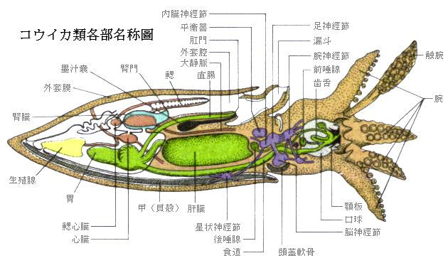 新鮮なイカ 外套膜 最高の花の画像