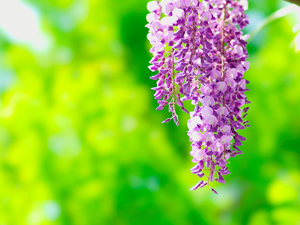 Jongeres ロイヤリティフリー 壁紙 藤の花