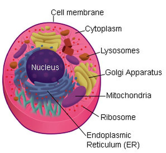 Plant cells have a cell wall, but animals cells do not. Inside Of An Animal Cell Cell Processes