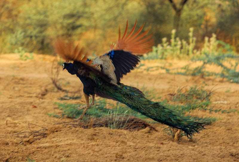 Menakjubkan 21 Gambar  Burung Untuk Montase Gani Gambar 
