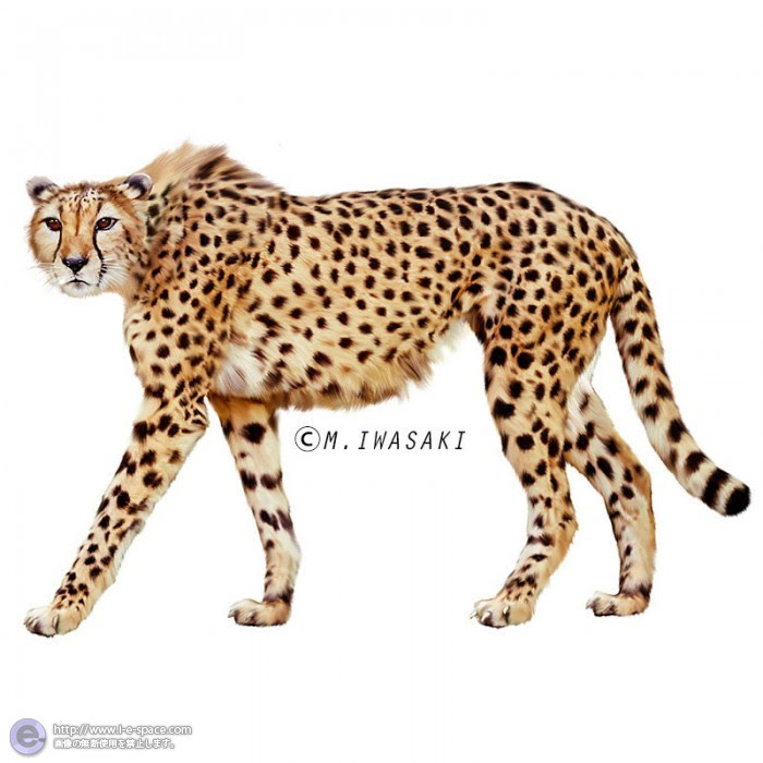 最高のイラスト画像 75 チーター イラスト かわいい