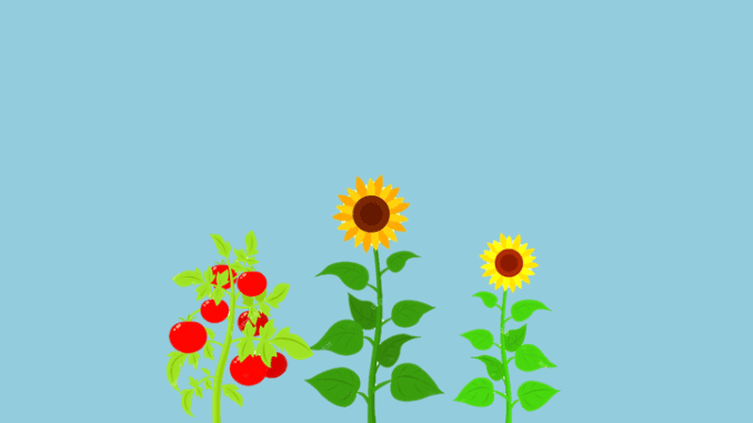 20+ Lukisan Bunga Matahari Simple - Koleksi Rial