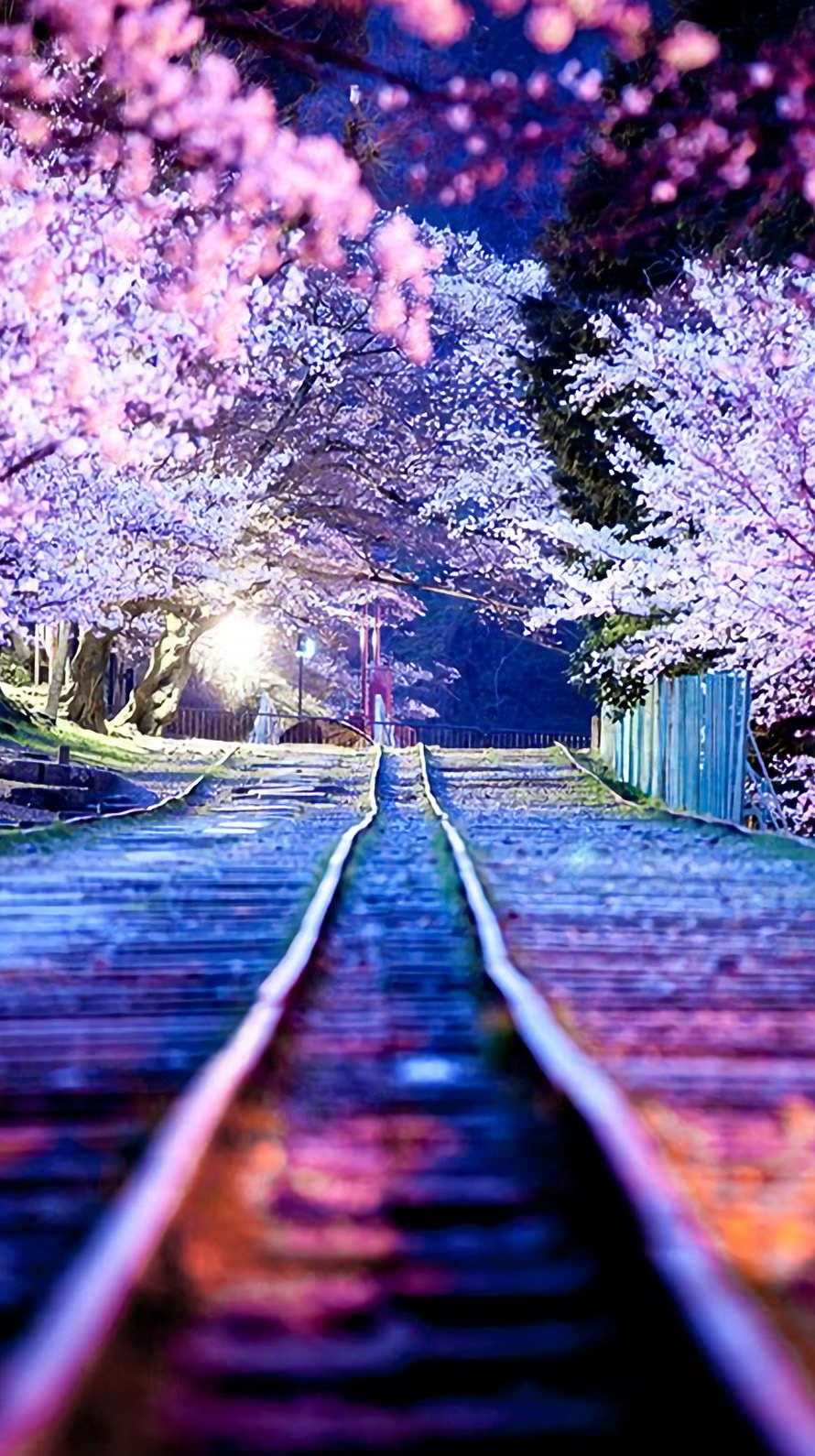 すべての花の画像 新鮮な壁紙 夜桜