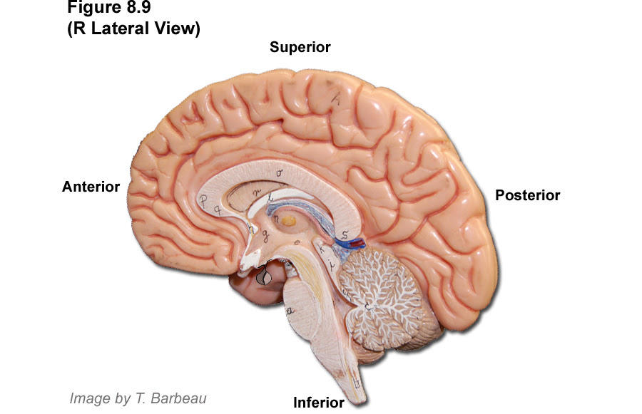 Some of the worksheets displayed are teachers guide nervous system grades 3 to 5, grades 6 to 8 human body series endocrine system, students work, biology human anatomy, anatomy of the brain, muscular system tour skeletal. Barbeau Human Anatomy Lecture 205 Supplements Nervous System