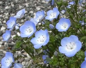 すべての美しい花の画像 ぜいたくネモフィラ 誕生 花