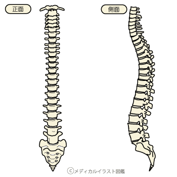 人気のダウンロード 脊椎 イラスト トップ新しい画像