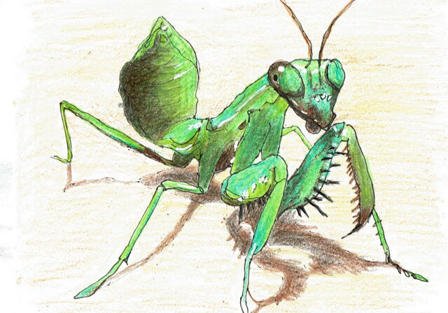 リアル カマキリ イラスト 簡単 Okepict7r2o