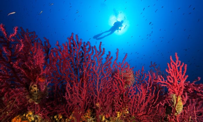  Apakah  terumbu karang termasuk  hewan  atau tumbuhan oceanID