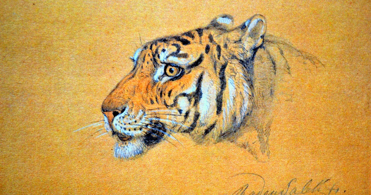 30 Ide Keren Gambar Sketsa Harimau Biskuat Tea And Lead