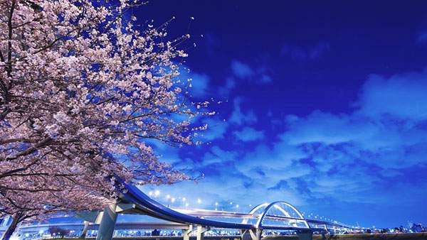 最新夜桜 壁紙 高画質 最高の花の画像