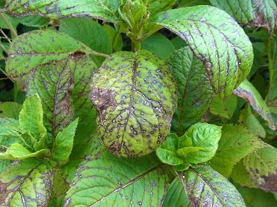 紫陽花 葉っぱ 病気 278915-紫陽花 葉っぱ 病気