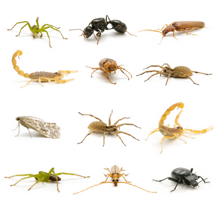 Pest control services in houston, tx by caraway pest control. Houston Pest Control Houston 713 983 Pest