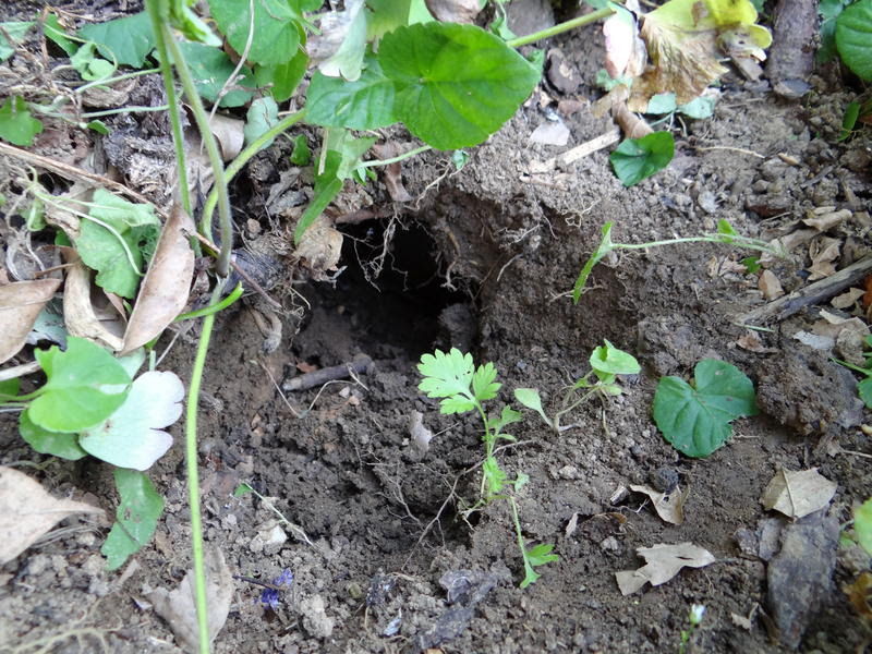 Ratten Im Garten Vertreiben