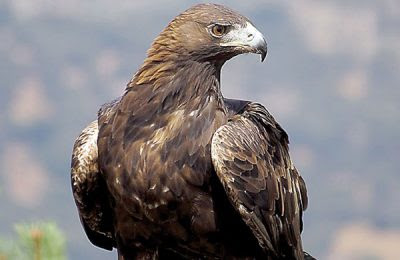 The golden eagle