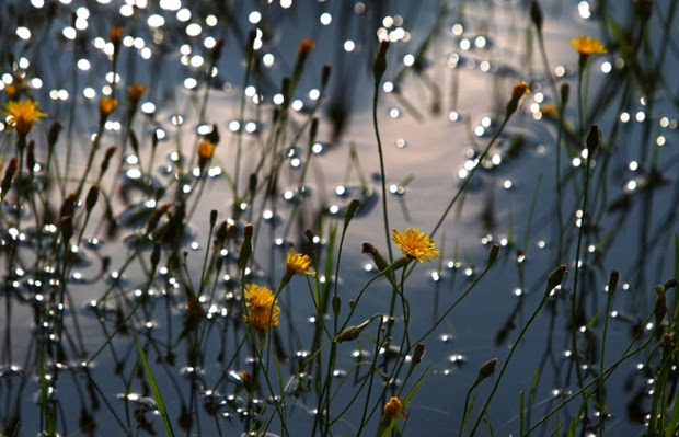 Flowers stand on a meadow flooded by rain as sun sets in Kaufbeuren, southern Germany, on July 27, 2014.