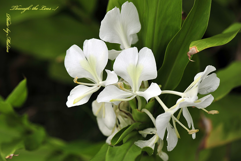 美しい花の画像 最新のhd茗荷 花