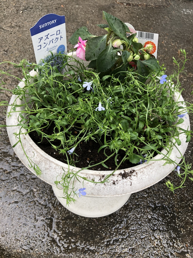 印刷可能 カインズ 花束 カインズ 花束