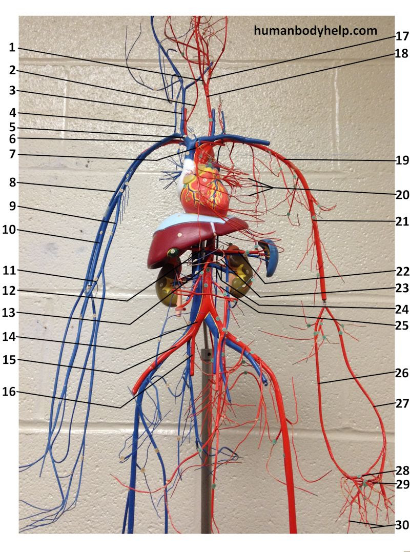 Hma practical 3 for monday july 23 and wednesday july 25. Wire Blood Vessel Model Upper Human Body Help