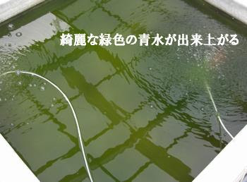 選択した画像 青水 の 作り方 冬 の 青水 の 作り方