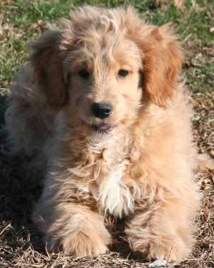 Miniature goldendoodle puppy breeders near spokane, washington offering healthy, home raised miniature welcome to mountain doodles miniature goldendoodles near spokane, washington. F1 Mini Goldendoodle Puppies