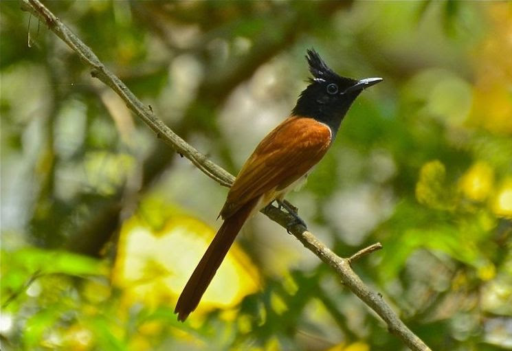 райские птицы, птицы новой гвинеи и австралии, Paradisaeidae, Bird of Paradis