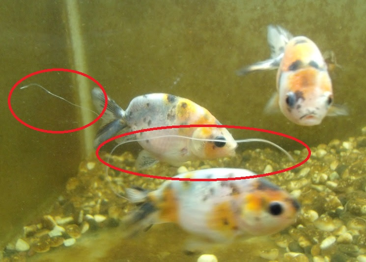 イメージカタログ オリジナル 金魚 ふん 食べる