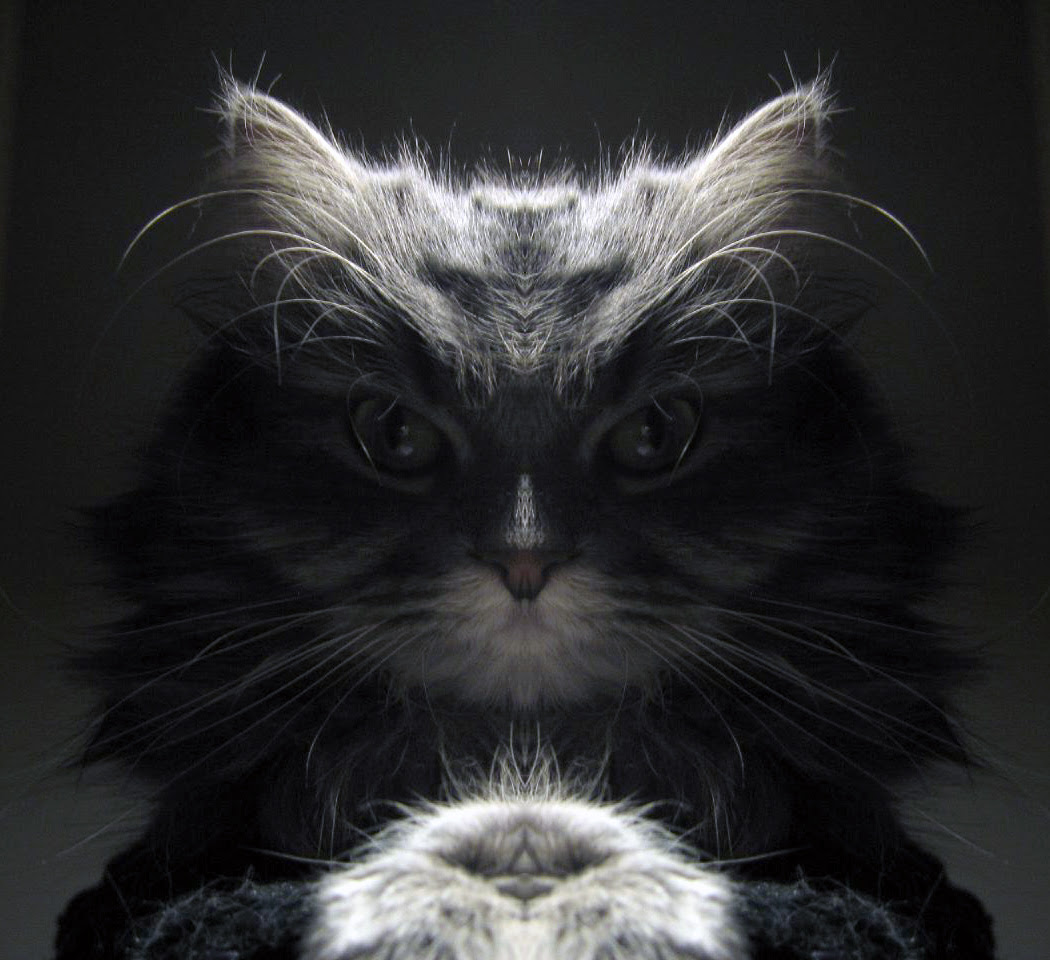  Gambar Lucu Kucing Kelakar