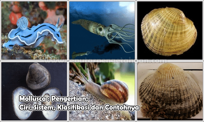 Struktur Tubuh Mollusca  Dan Fungsinya Berbagi Struktur