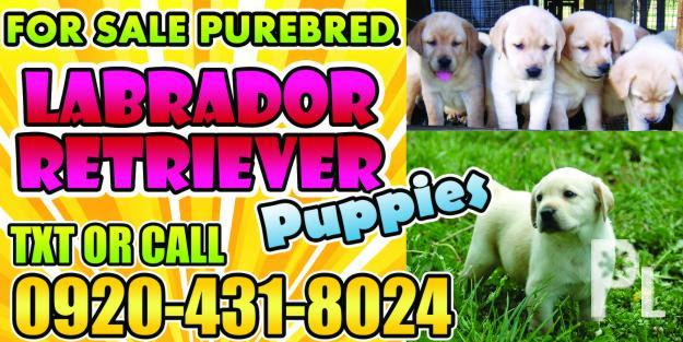 Maybe you would like to learn more about one of these? Labrador Retriever Puppies For Sale In La Union Baguio And Pangasinan Area For Sale In Agoo Ilocos Region Classified Philippineslisted Com