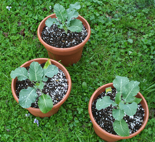 Last updated on march 20, 2021 by matt gardener. How To Grow Cauliflowers Small Green Things