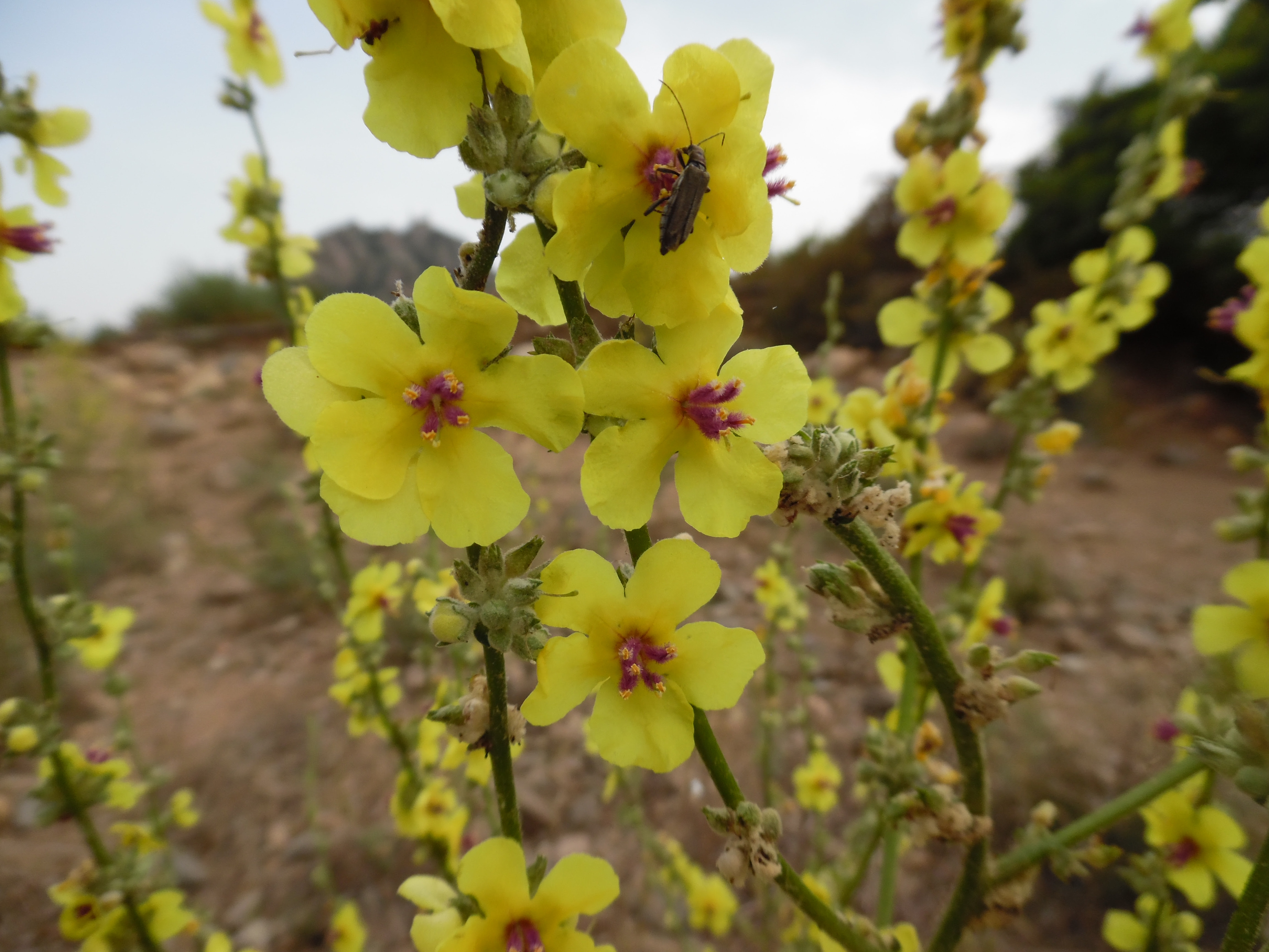 Fiori gialli spontanei di campo. Floradisardegna It Di Grazia Secci Presento Una Galleria D Immagini Riferite Alla Flora Sarda Principalmente Del Territorio Di Siliqua Sardegna Sud Occidentale E Del Territorio Costiero Del Sulcis