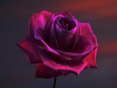 70以上 薔薇 壁紙 素材 118629-薔薇 壁紙 素材
