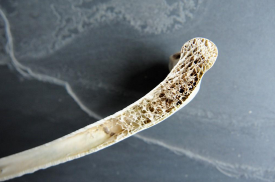 These wing bones exhibit similar features between the three species: Bird Bones By Kim Midkiff On Emaze
