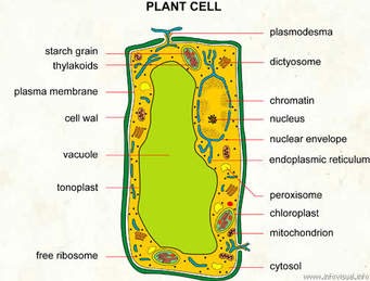 Soalan Biologi Tingkatan 4 Word - Dernier a