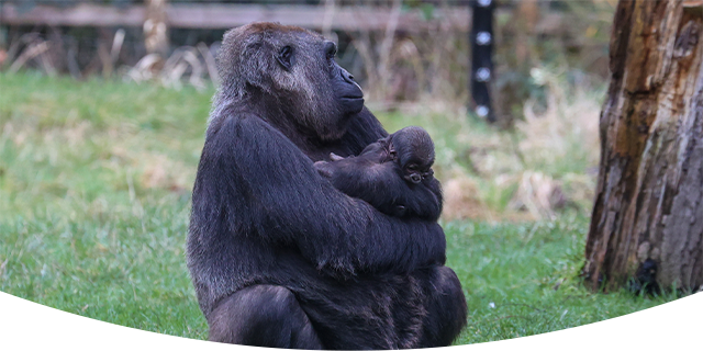 Western lowland gorilla, Effie, with newborn