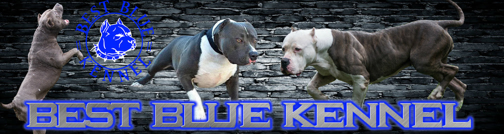 November 23, 2012 our xl pitbull female hope has been confirmed at least 6 puppies. Xl Xxl Blue American Pitbull Puppies For Sale In Florida