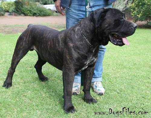 Our male boerboel  south african puppy is pure blood imported from south africa, 6 months old and 120 ibs pure muscles, amazing smart dog, well trained, kind with kids. Mizpah Black Pedigree Database Boerboel