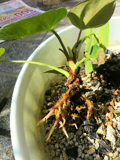 すべての美しい花の画像 新着アンスリウム 植え 替え