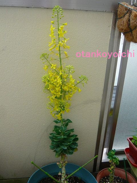 すべての美しい花の画像 元の芽キャベツ 花