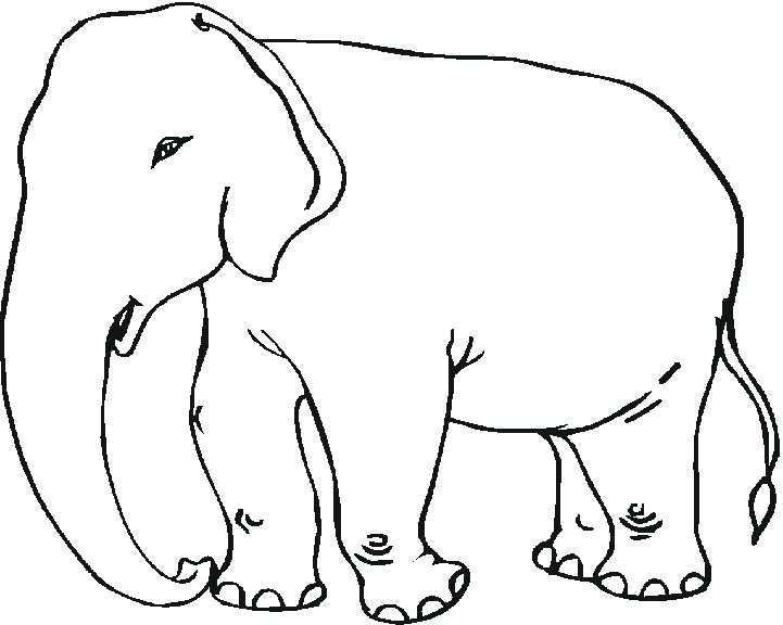 Elephant Asie Dessin