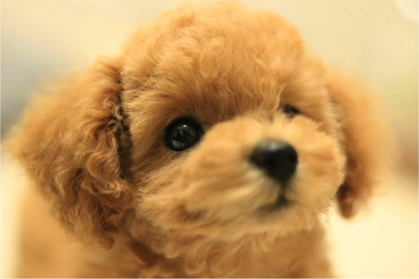 無料ダウンロード トイ プードル 子犬 写真 7932 Kabegamijpjhsoewks