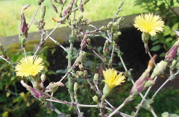すべての美しい花の画像 驚くばかりサニーレタス 花