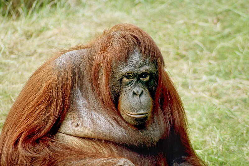 File:Orangutan-bornean.jpg